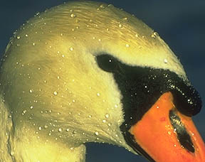 Swan16.jpg (20044 octets)
