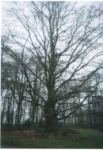 arbre