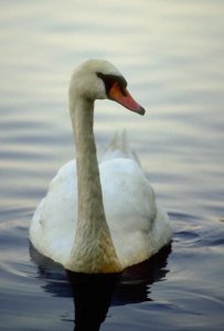 cygne