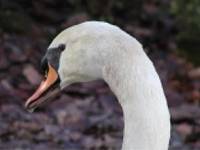 cygne14.jpg (4808 octets)