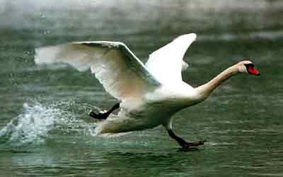 cygne17.jpg (7196 octets)