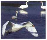 cygne18.jpg (11144 octets)