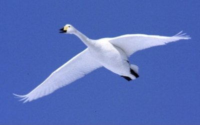 cygnes80b.jpg (9710 octets)