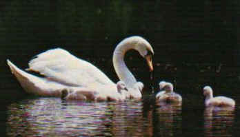 famille