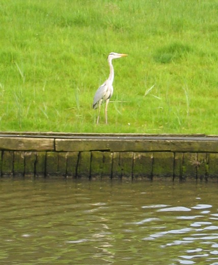 lys045.JPG (61268 octets)