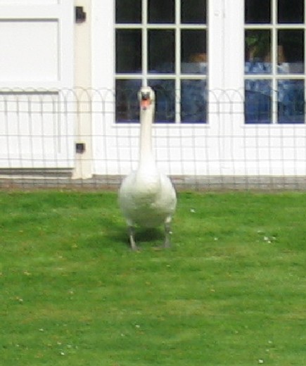 lys050.JPG (49241 octets)