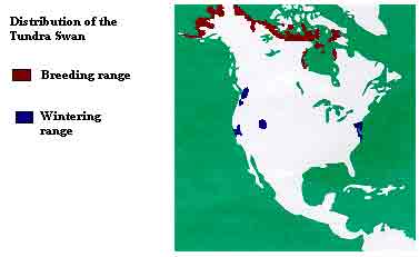 distribution of the Tundra Swan