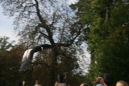 pairi(13).JPG (92187 octets)