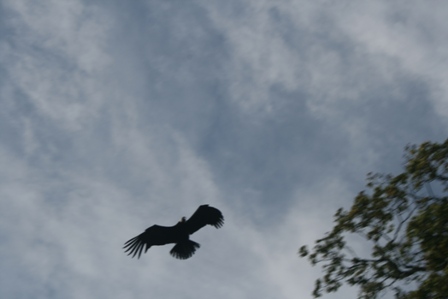 pairi(14).JPG (48770 octets)