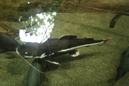 pairi(61).JPG (91247 octets)