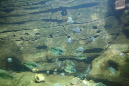 pairi(63).JPG (80328 octets)