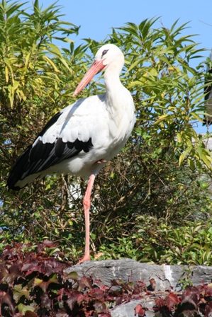 pairi(65).JPG (135035 octets)