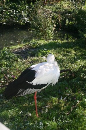 pairi(66).JPG (120873 octets)