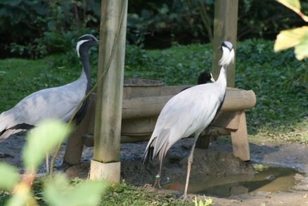 pairi(71).JPG (87648 octets)