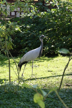 pairi(72).JPG (127034 octets)