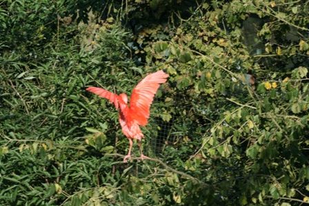 pairi(74).JPG (133818 octets)