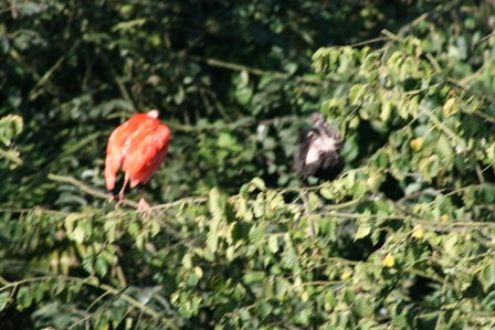 pairi(77).JPG (108209 octets)