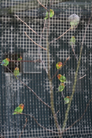 pairi(87).JPG (97960 octets)