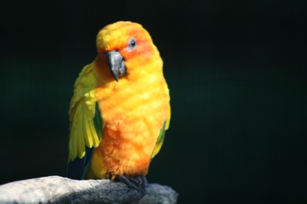pairi(88).JPG (30647 octets)