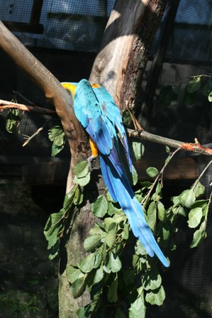 pairi(89).JPG (62094 octets)