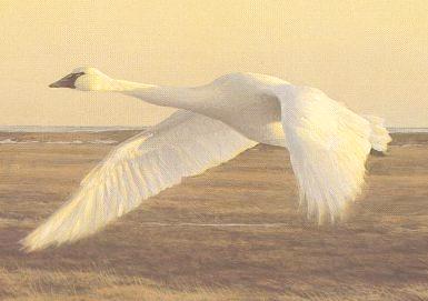 swan