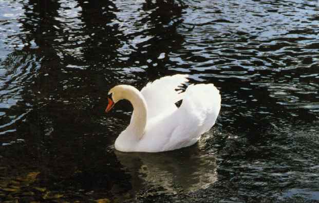 swan4.jpg (31568 octets)