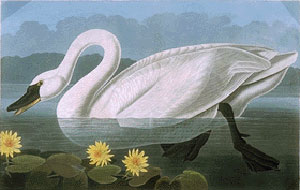John J. Audubon's American Swan