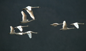 Flying Swans