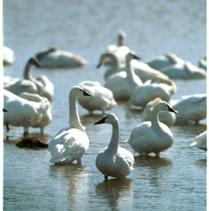 Tundra Swans