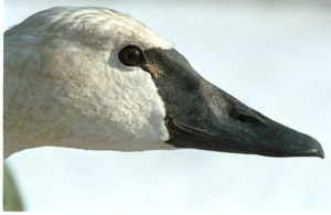 Tundra Swan