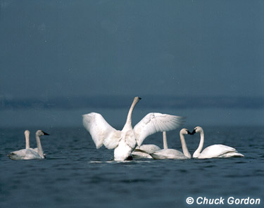 Tundra Swan. Photographers: Chuck Gordon