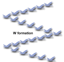 W formation